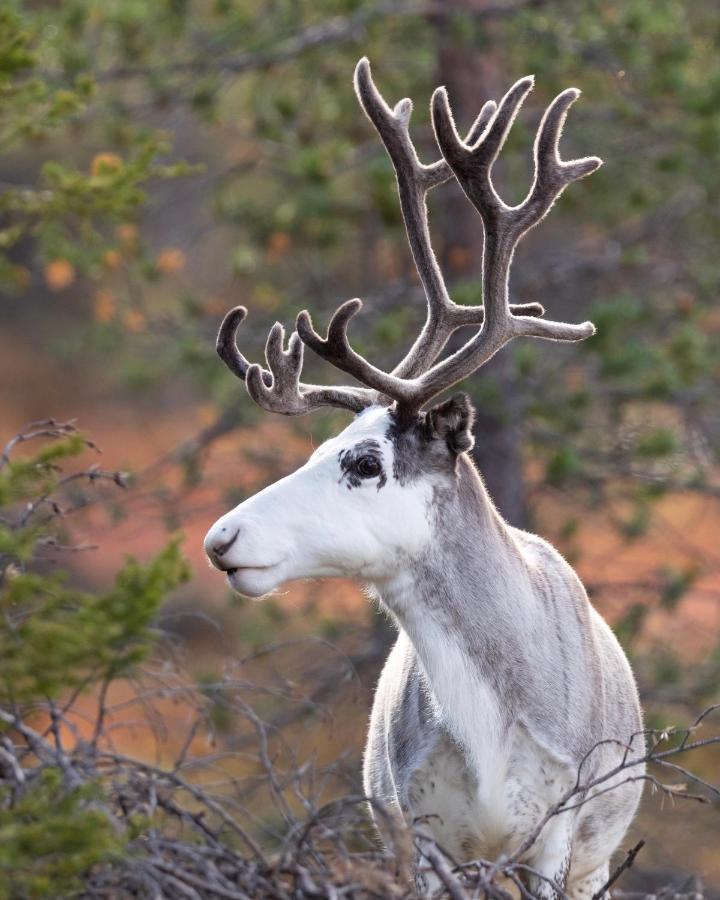 Lapland Dream Villas Rauhala Esterno foto